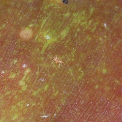 Parasitiformes