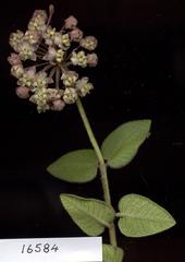 Asclepias albens