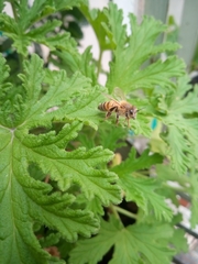 Apis mellifera