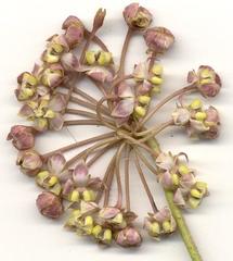 Asclepias albens