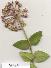 Asclepias albens