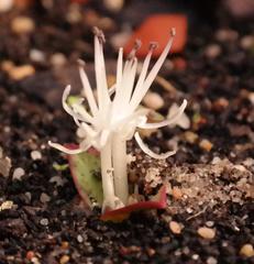 Massonia pygmaea pygmaea