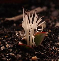 Massonia pygmaea pygmaea