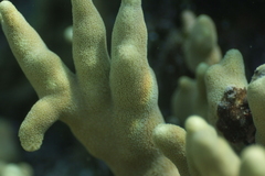 Porites cylindrica