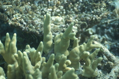 Porites cylindrica