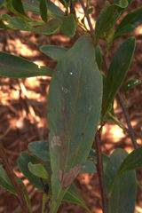 Stenocarpus umbelliferus