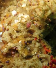 Ochlesis lenticulosus