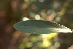 Stenocarpus umbelliferus