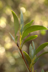 Stenocarpus umbelliferus