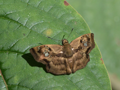 Quadrus lugubris lugubris