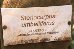 Stenocarpus umbelliferus