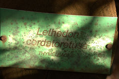 Lethedon cordatoretusa