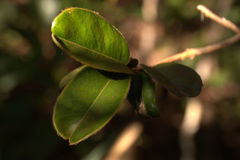 Lethedon cordatoretusa