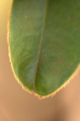 Lethedon cordatoretusa