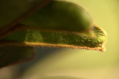 Lethedon cordatoretusa