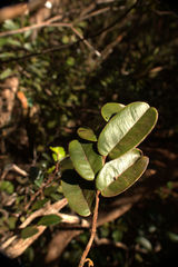 Lethedon cordatoretusa