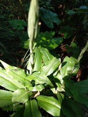 Habenaria stenopetala