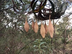 Ordgarius magnificus