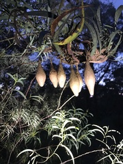 Ordgarius magnificus