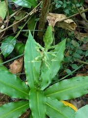 Habenaria stenopetala