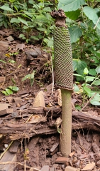 Amorphophallus paeoniifolius