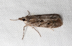 Scoparia philonephes