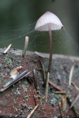 Mycena bulliformis