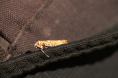 Atteva sphaerotrocha