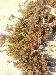 Chamaerhodos grandiflora