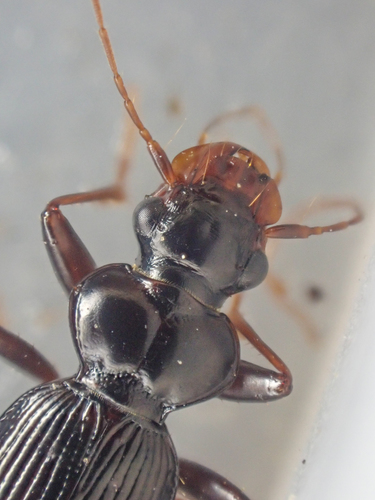 Leistus ferruginosus photo 3