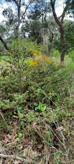 Adenanthos meisneri