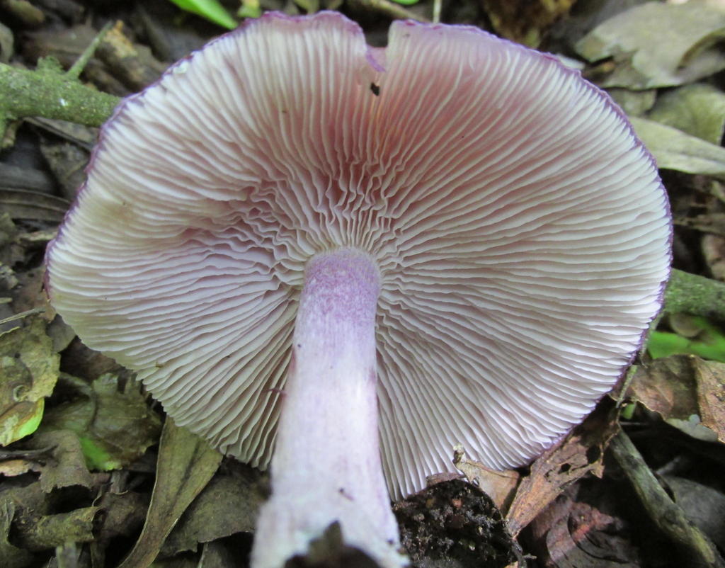 Spotted violet dome cap