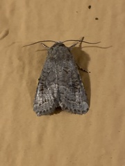 Protorthodes melanopis