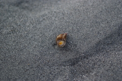 Phasianella