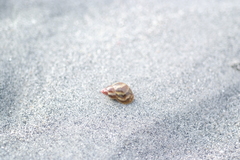 Phasianella
