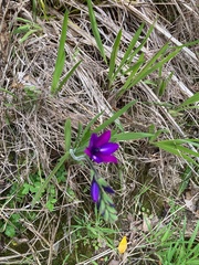 Babiana angustifolia
