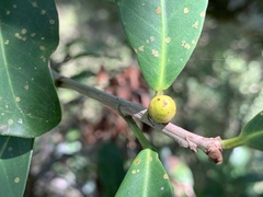 Ficus craterostoma