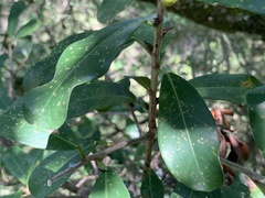 Ficus craterostoma