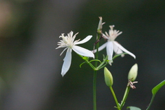 Clematis chinensis