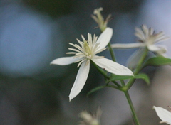 Clematis chinensis
