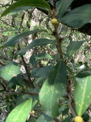 Ficus craterostoma