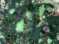 Ficus craterostoma