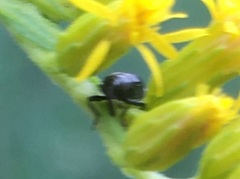 Odontocorynus salebrosus