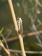Tathorhynchus exsiccata