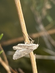 Tathorhynchus exsiccata