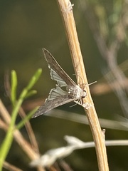 Tathorhynchus exsiccata