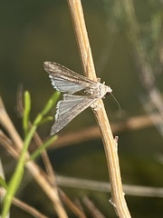 Tathorhynchus exsiccata