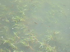 Marilyna pleurosticta