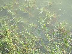 Marilyna pleurosticta