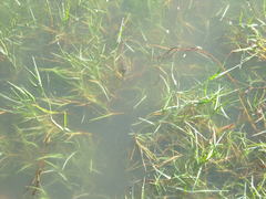 Marilyna pleurosticta